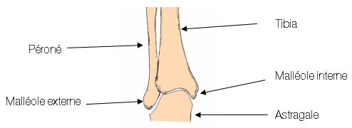 تشريح الكاحل